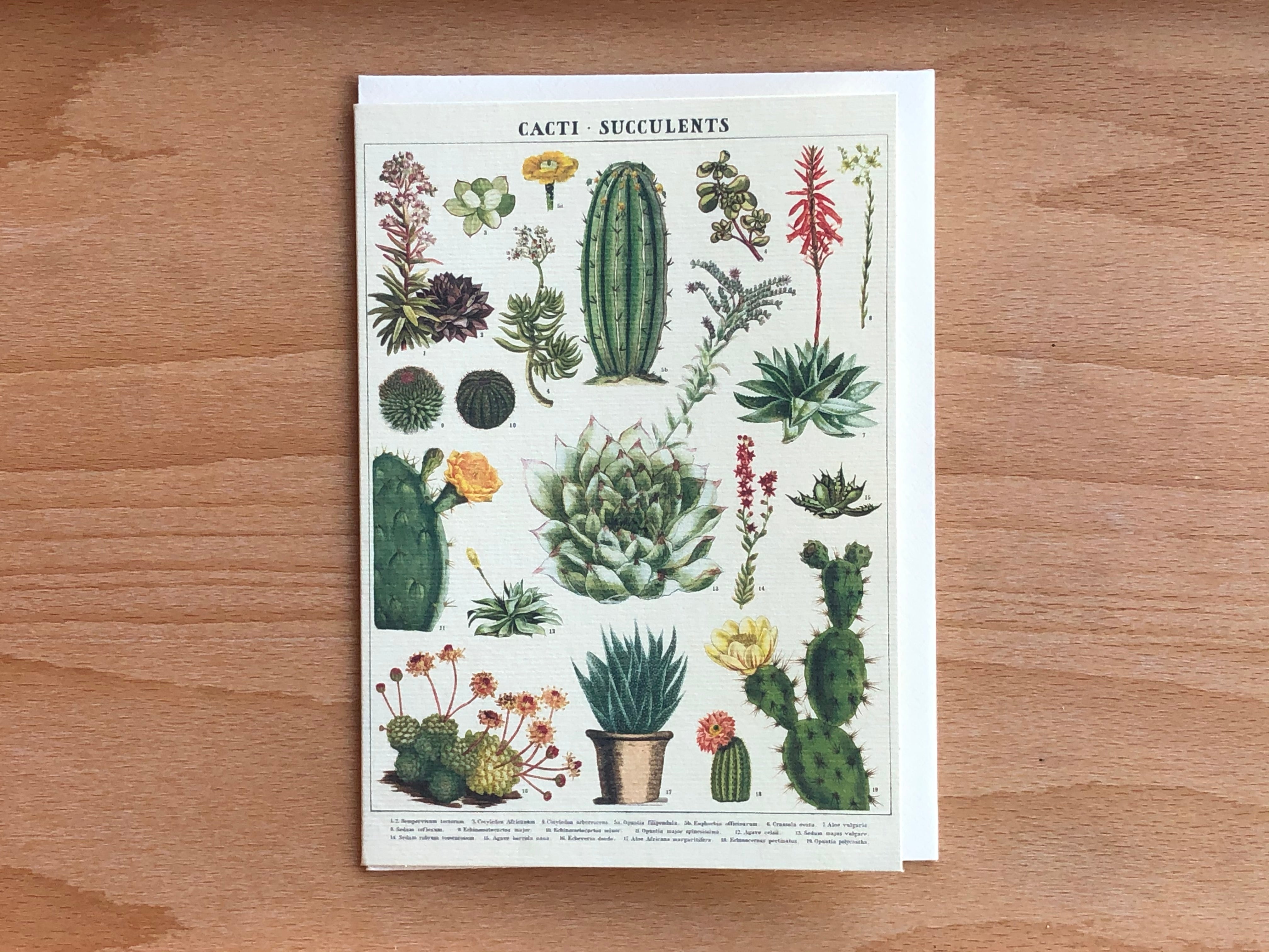 succulent stationery Cacti and Succulents Greeting Card