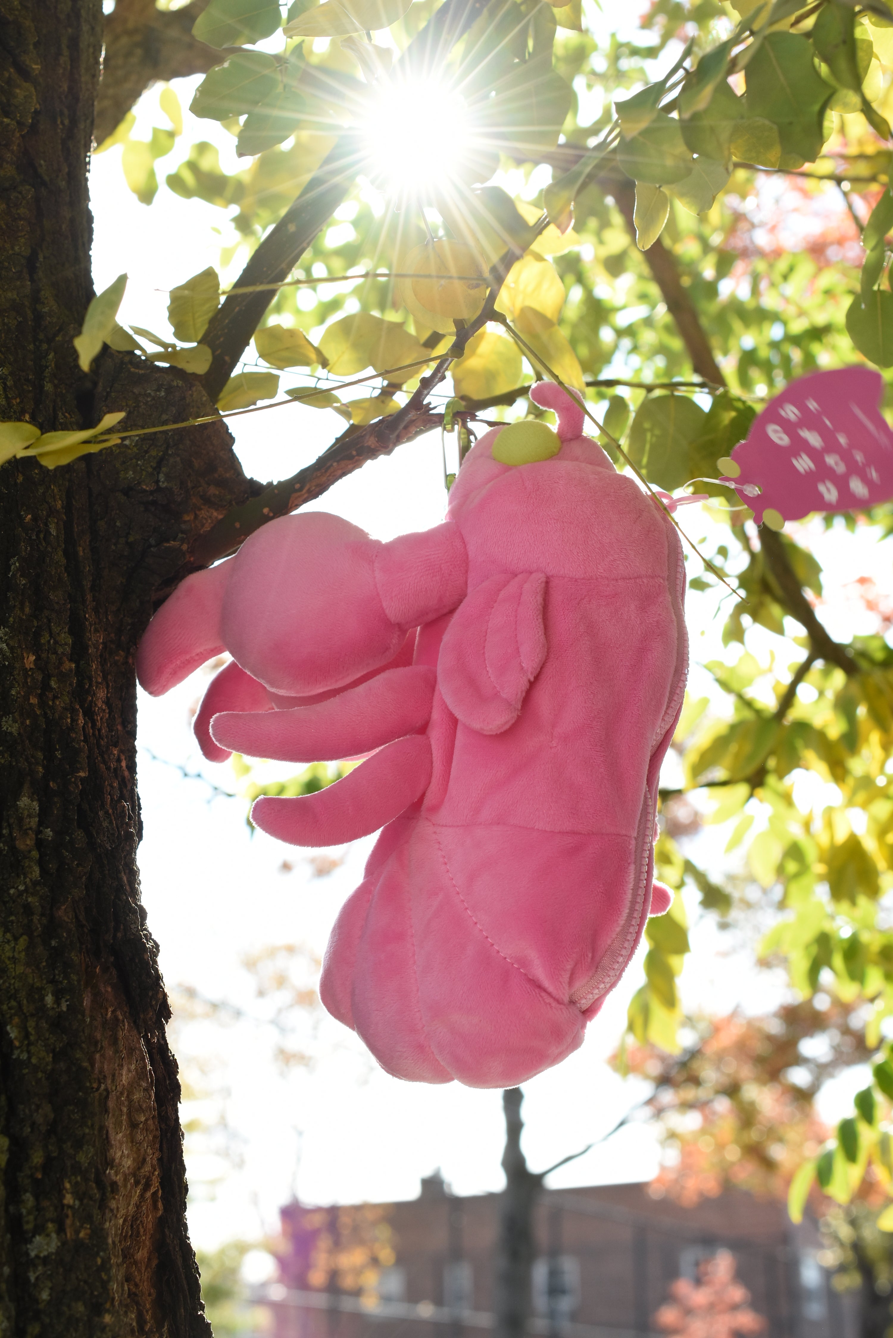 Sun-Star Cicada Shell Pencil Case