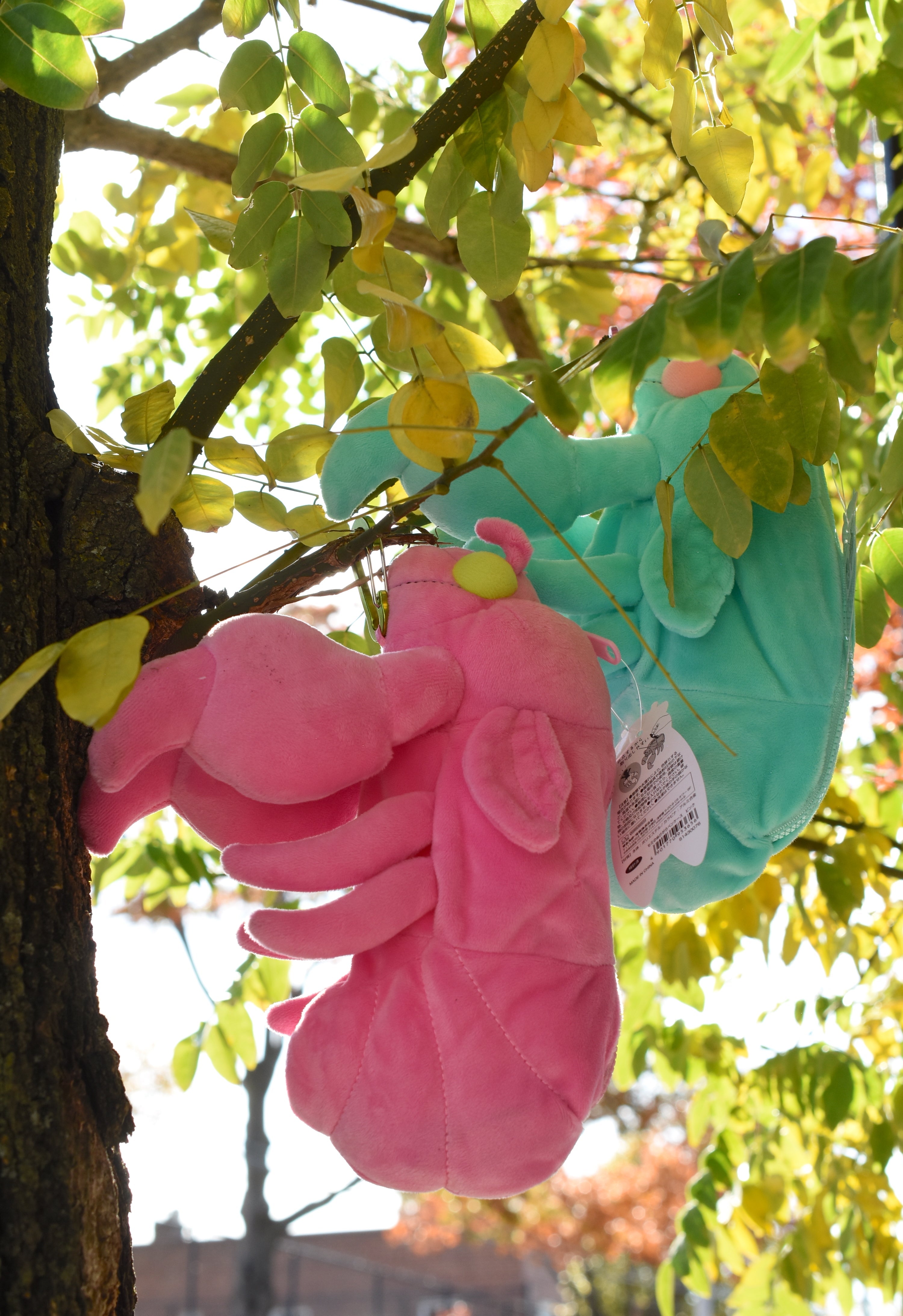 Sun-Star Cicada Shell Pencil Case