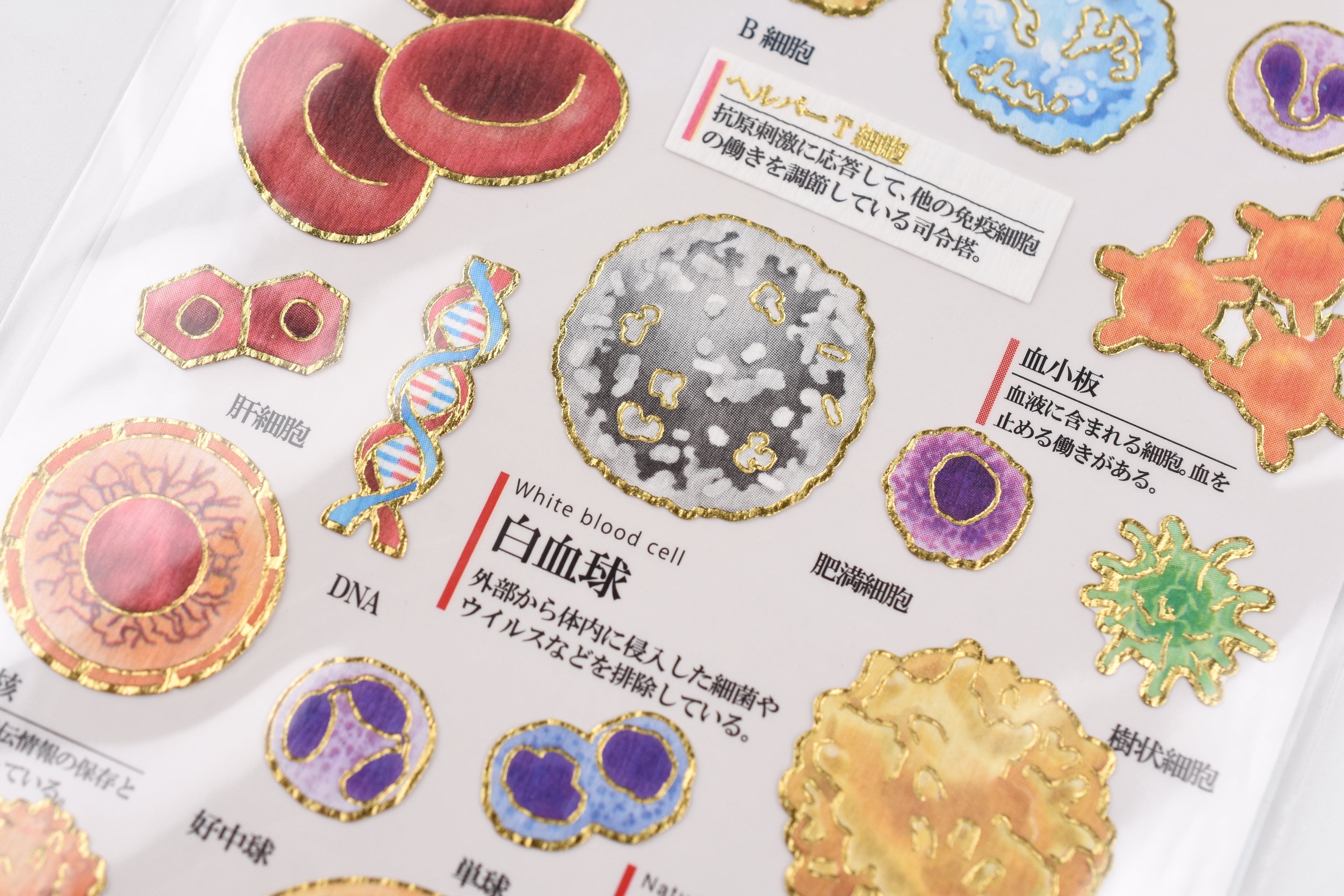Kamio Adult Illustrated Picture Book Stickers - Cells