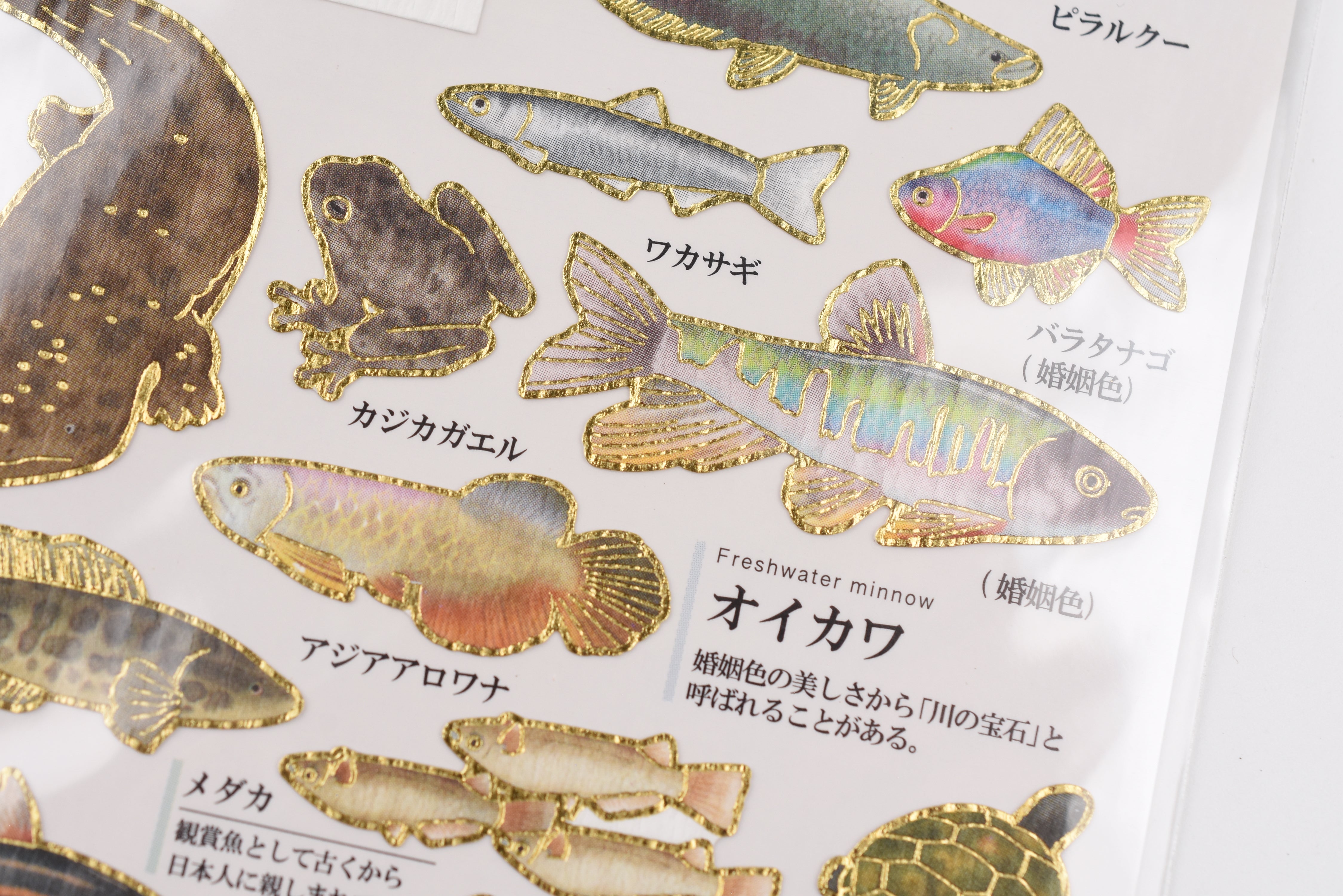 Kamio Adult Illustrated Picture Book Stickers - Freshwater Fish