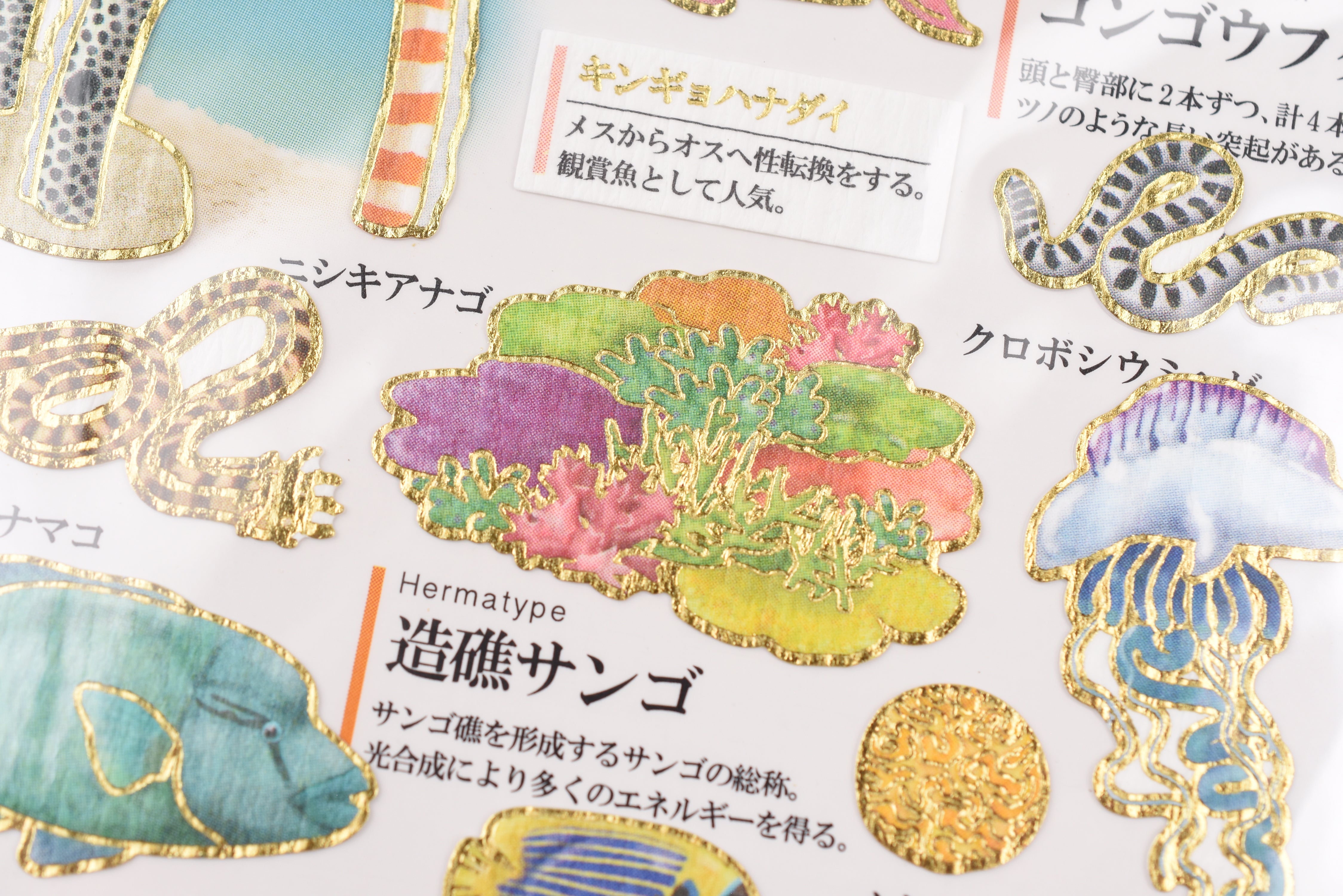 Kamio Adult Illustrated Picture Book Stickers - Warm Sea Creatures