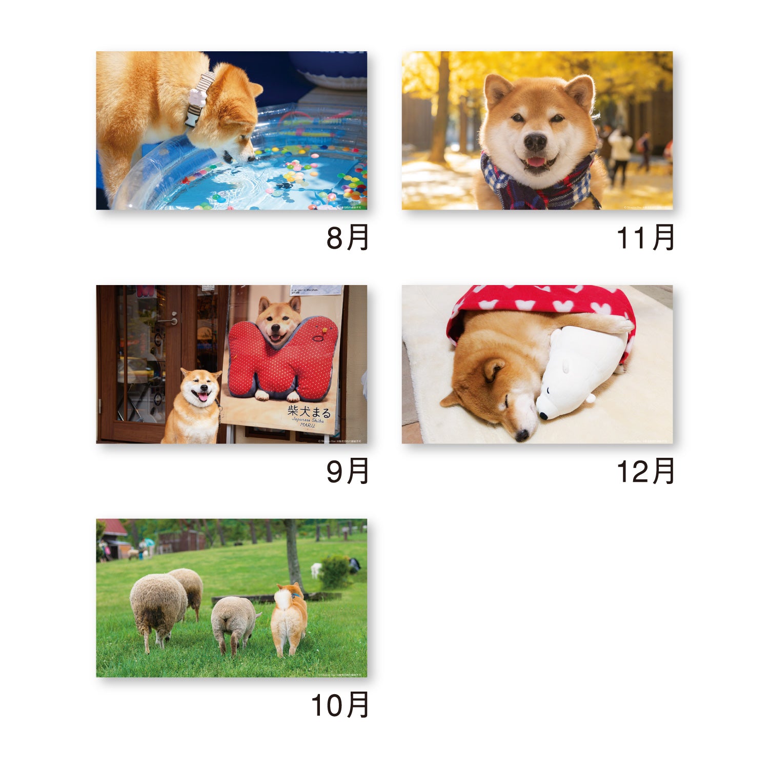 Shinnippon 2026 - Desktop Monthly Calendar - Walking with Shiba