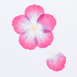 Flower Petal Pink (Large)