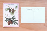 Christmas Botanica Vintage Postcards