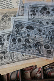 LCN Fungus Notecard Rubber Stamps l