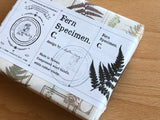 LCN Fern Specimen Stamp Set C