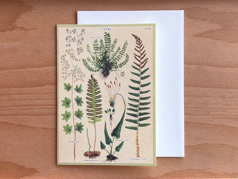 Ferns Greeting Card