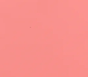 Spicy Coral Pink