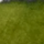 Waka-uguisu